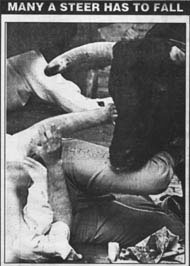 Many a steer has to fall